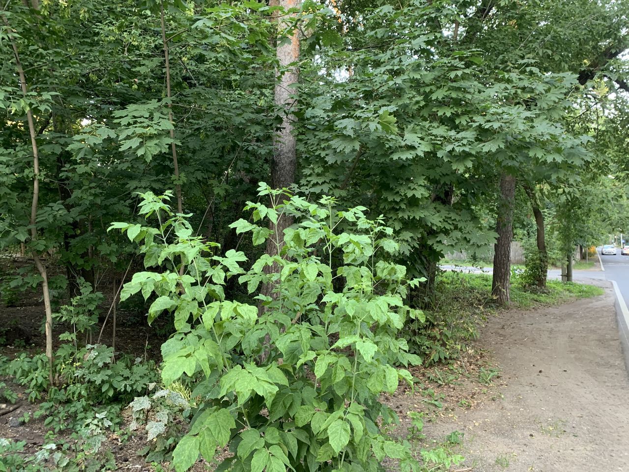 Земельный участок.Общий вид объекта.город Москва, внутригородская территория муниципальный округ Косино-Ухтомский, улица Третьего Интернационала, земельный участок 19_1_2.jpg
