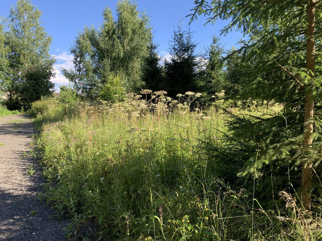 Земельный участок.Общий вид объекта.г. Москва, п. Новофедоровское, д. Зверево, проезд Александровский, вл. 18_3.jpg