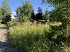 Земельный участок.Общий вид объекта.г. Москва, п. Новофедоровское, д. Зверево, проезд Александровский, вл. 18_3.jpg