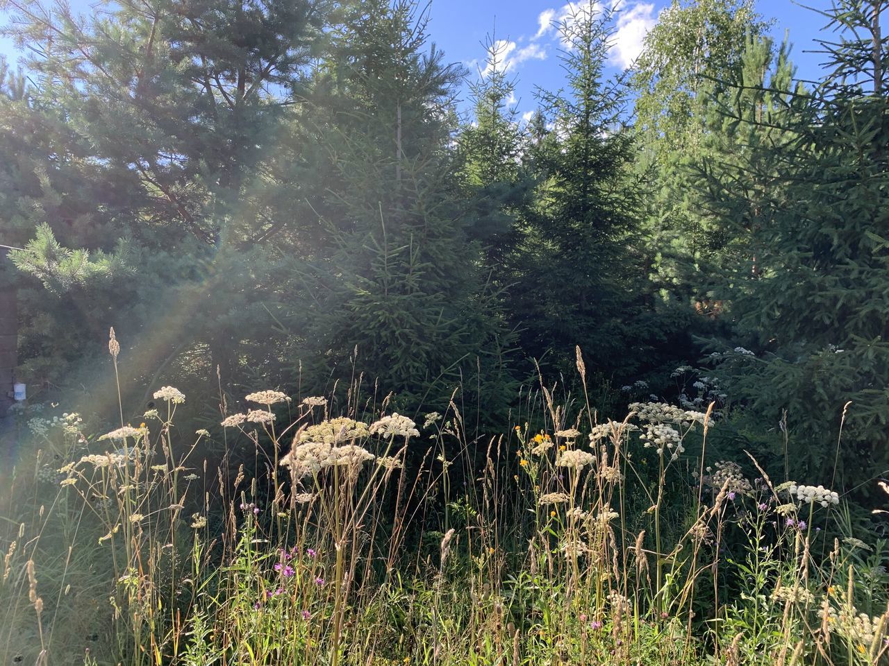 Земельный участок.Общий вид объекта.г. Москва, п. Новофедоровское, д. Зверево, проезд Александровский, вл. 18_6.jpg