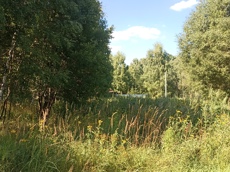 Земельный участок.Общий вид объекта.город Москва, внутригородская территория поселение Первомайское, деревня Конюшково, земельный участок 39А _11.jpg