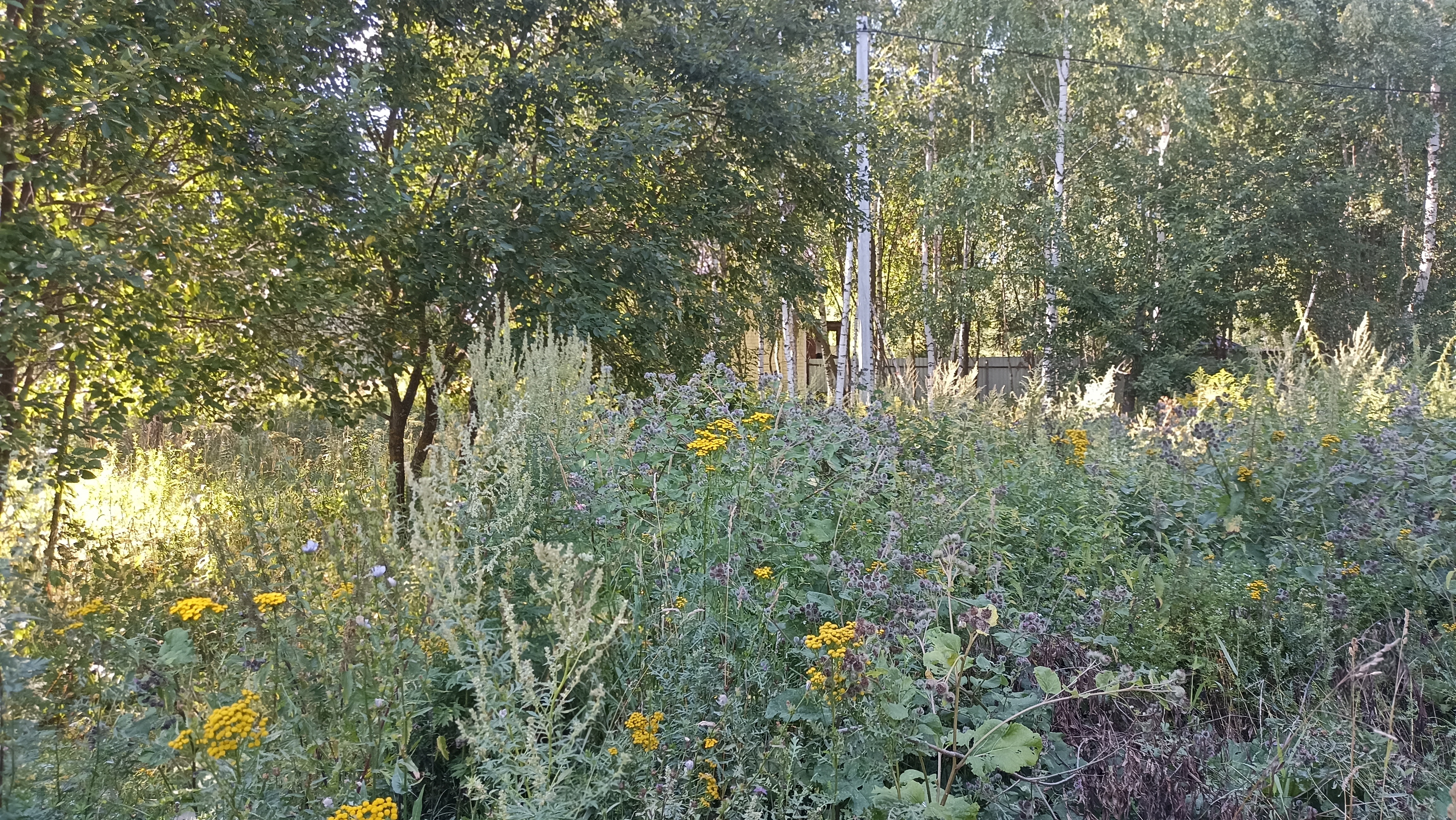 Земельный участок.Общий вид объекта.город Москва, внутригородская территория поселение Первомайское, деревня Конюшково, земельный участок 39А _10.jpg