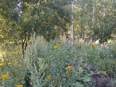 Земельный участок.Общий вид объекта.город Москва, внутригородская территория поселение Первомайское, деревня Конюшково, земельный участок 39А _10.jpg