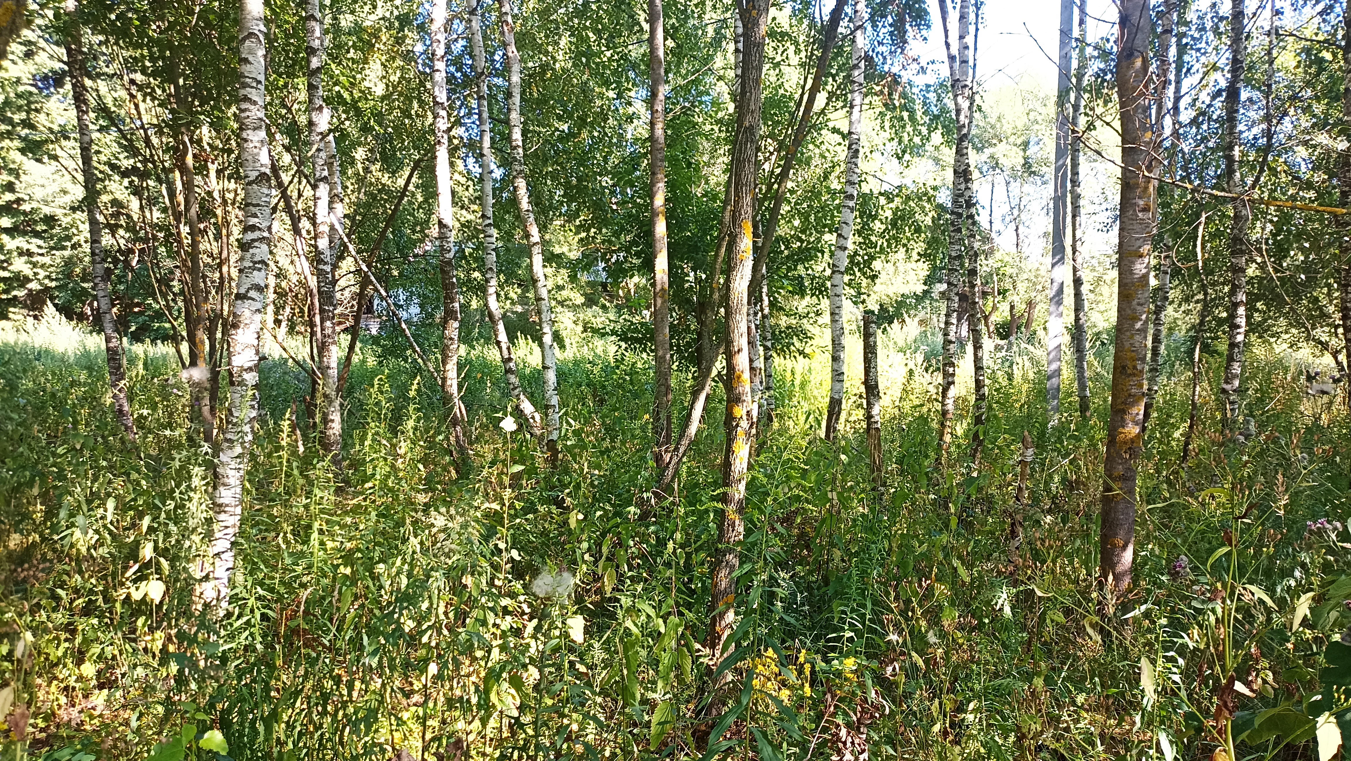 Земельный участок.Общий вид объекта.город Москва, внутригородская территория поселение Первомайское, деревня Конюшково, земельный участок 39А _4.jpg