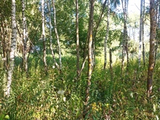 Земельный участок.Общий вид объекта.город Москва, внутригородская территория поселение Первомайское, деревня Конюшково, земельный участок 39А _4.jpg