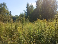 Земельный участок.Общий вид объекта.город Москва, внутригородская территория поселение Первомайское, деревня Конюшково, земельный участок 39А _5.jpg