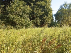 Земельный участок.Общий вид объекта.город Москва, внутригородская территория поселение Первомайское, деревня Конюшково, земельный участок 39А _7.jpg