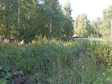 Земельный участок.Общий вид объекта.город Москва, внутригородская территория поселение Первомайское, деревня Конюшково, земельный участок 39А _9.jpg