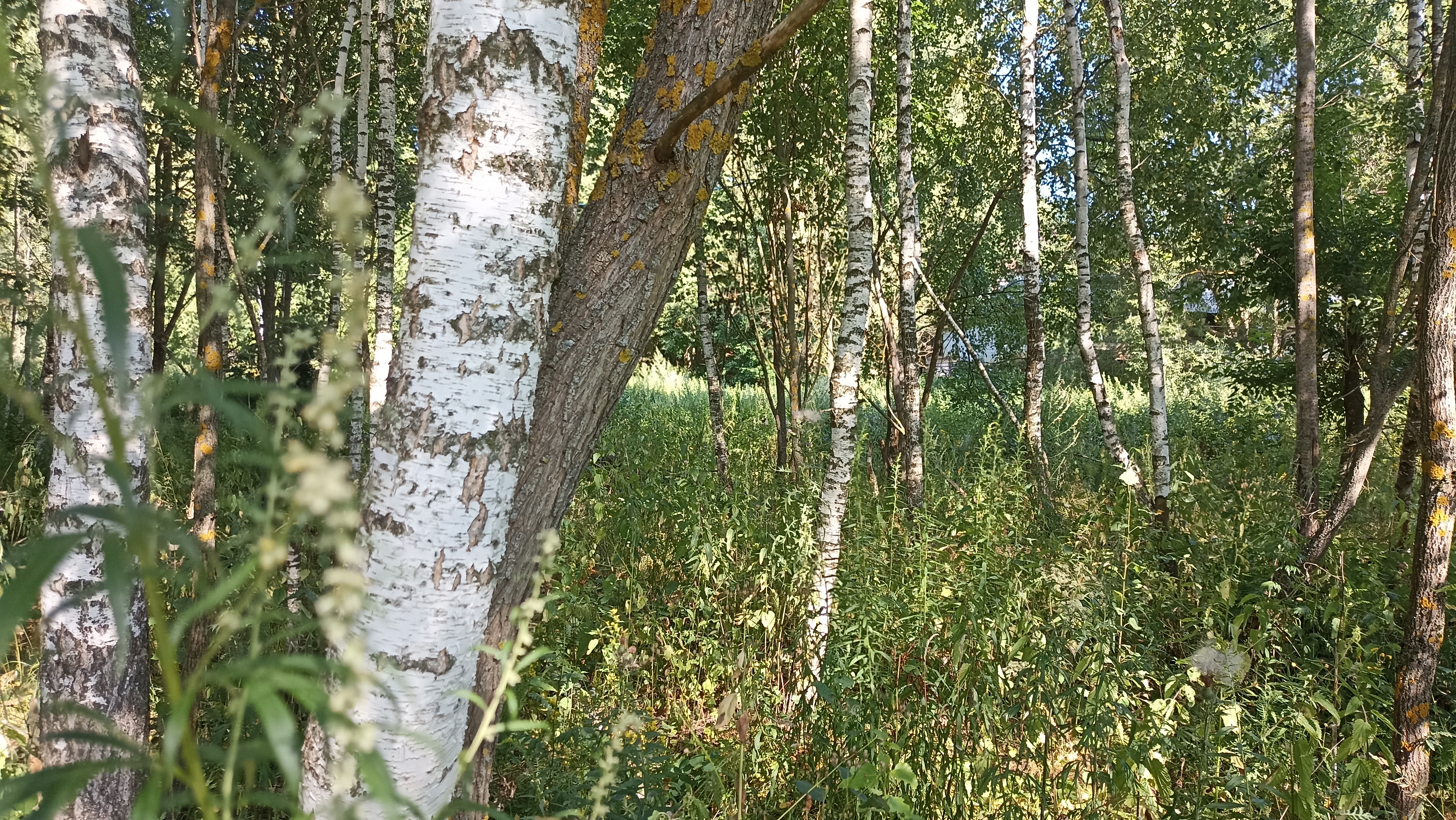 Земельный участок.Общий вид объекта.город Москва, внутригородская территория поселение Первомайское, деревня Конюшково, земельный участок 39А _3.jpg
