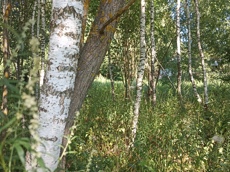 Земельный участок.Общий вид объекта.город Москва, внутригородская территория поселение Первомайское, деревня Конюшково, земельный участок 39А _3.jpg