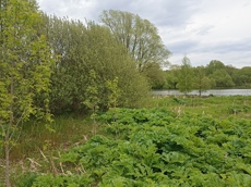 Земельный участок.Общий вид объекта.Российская Федерация, город Москва, внутригородская территория поселение Щаповское, деревня Песье, Прудная улица, земельный участок 7А_7.jpg