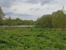 Земельный участок.Общий вид объекта.Российская Федерация, город Москва, внутригородская территория поселение Щаповское, деревня Песье, Прудная улица, земельный участок 7А_6.jpg