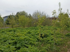 Земельный участок.Общий вид объекта.Российская Федерация, город Москва, внутригородская территория поселение Щаповское, деревня Песье, Прудная улица, земельный участок 7А_4.jpg