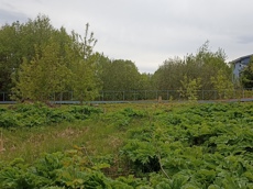 Земельный участок.Общий вид объекта.Российская Федерация, город Москва, внутригородская территория поселение Щаповское, деревня Песье, Прудная улица, земельный участок 7А_3.jpg