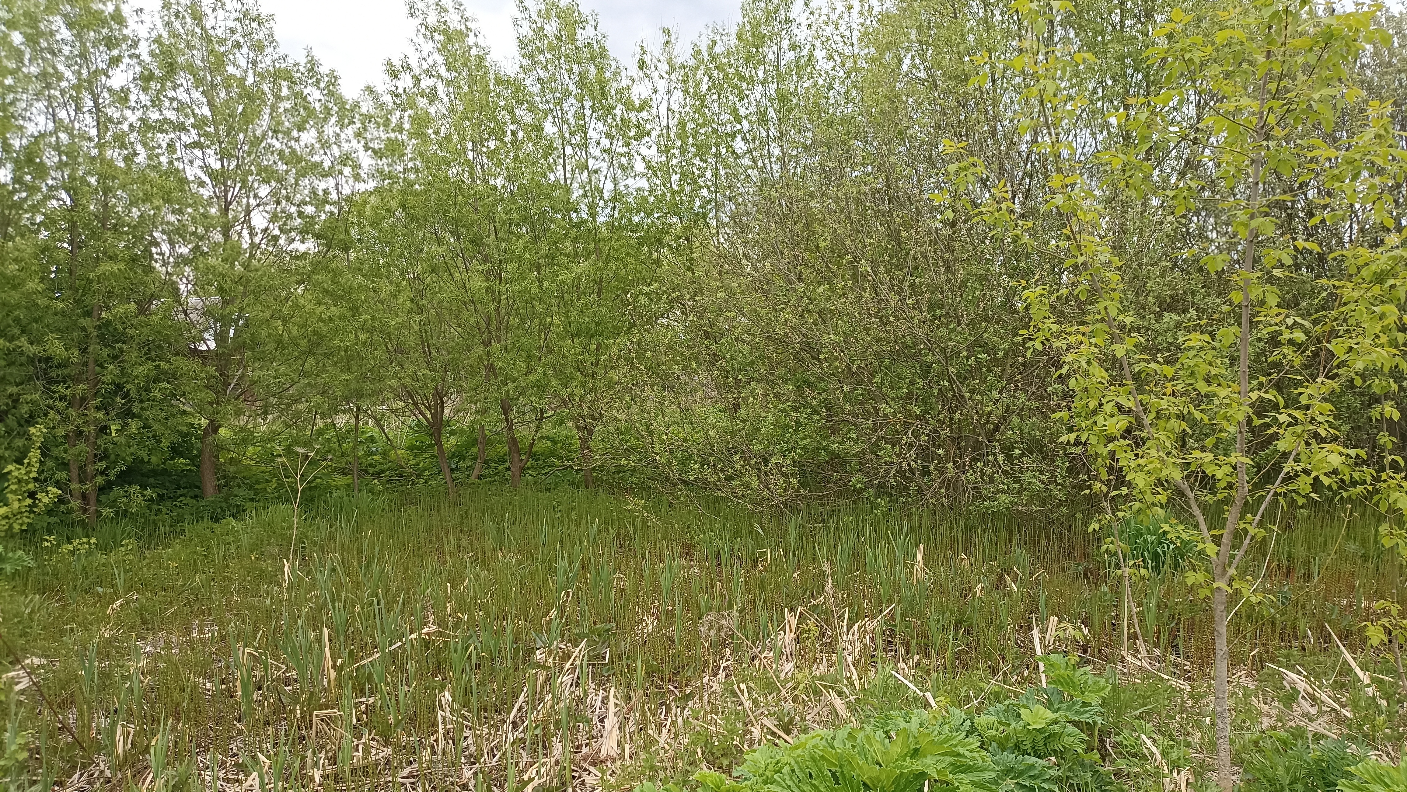 Земельный участок.Общий вид объекта.Российская Федерация, город Москва, внутригородская территория поселение Щаповское, деревня Песье, Прудная улица, земельный участок 7А_8.jpg