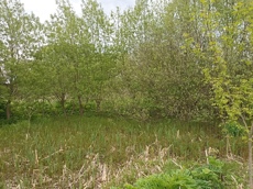 Земельный участок.Общий вид объекта.Российская Федерация, город Москва, внутригородская территория поселение Щаповское, деревня Песье, Прудная улица, земельный участок 7А_8.jpg