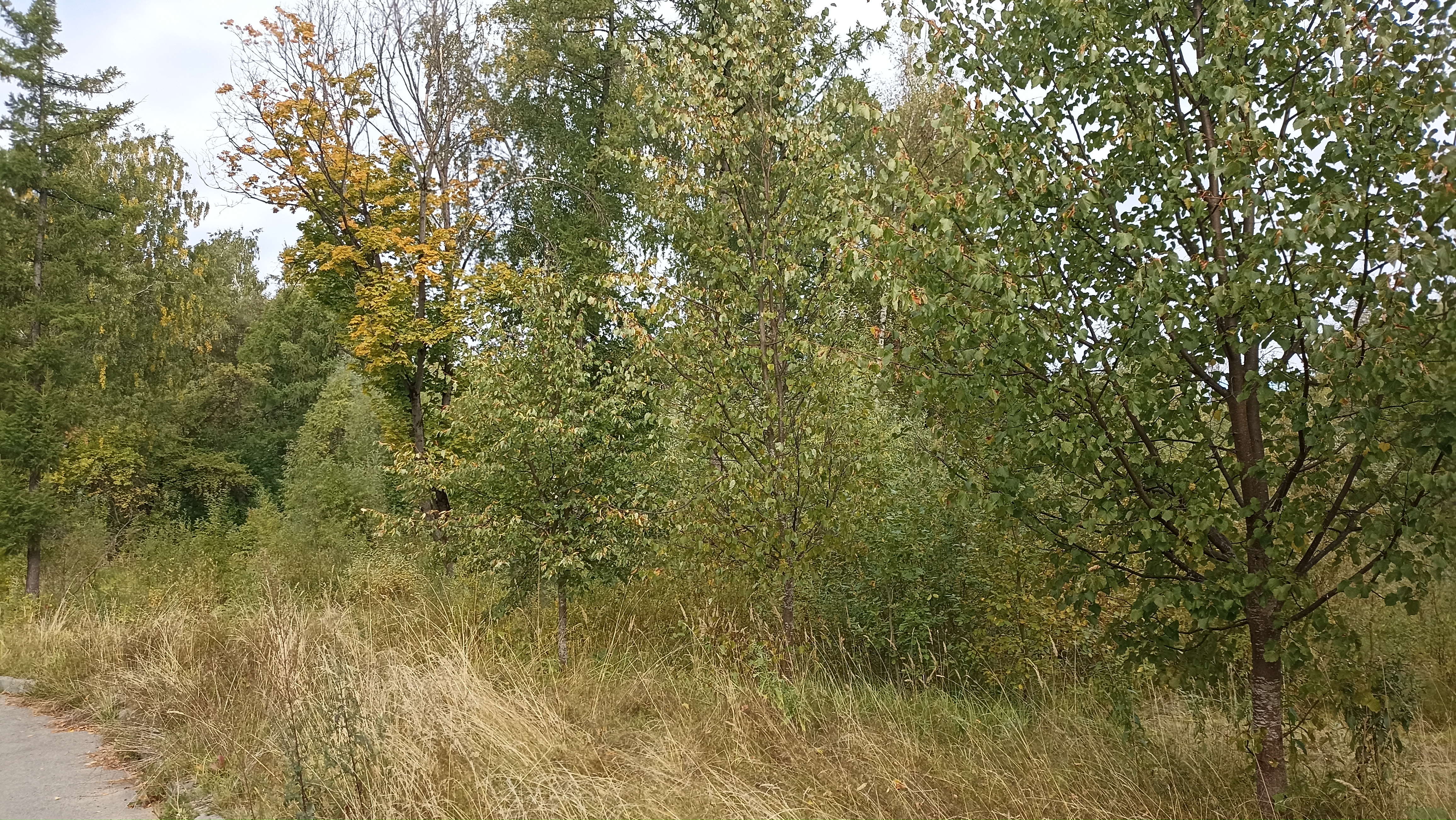 ГП16914822.Земельный участок.Общий вид объекта_3.jpg