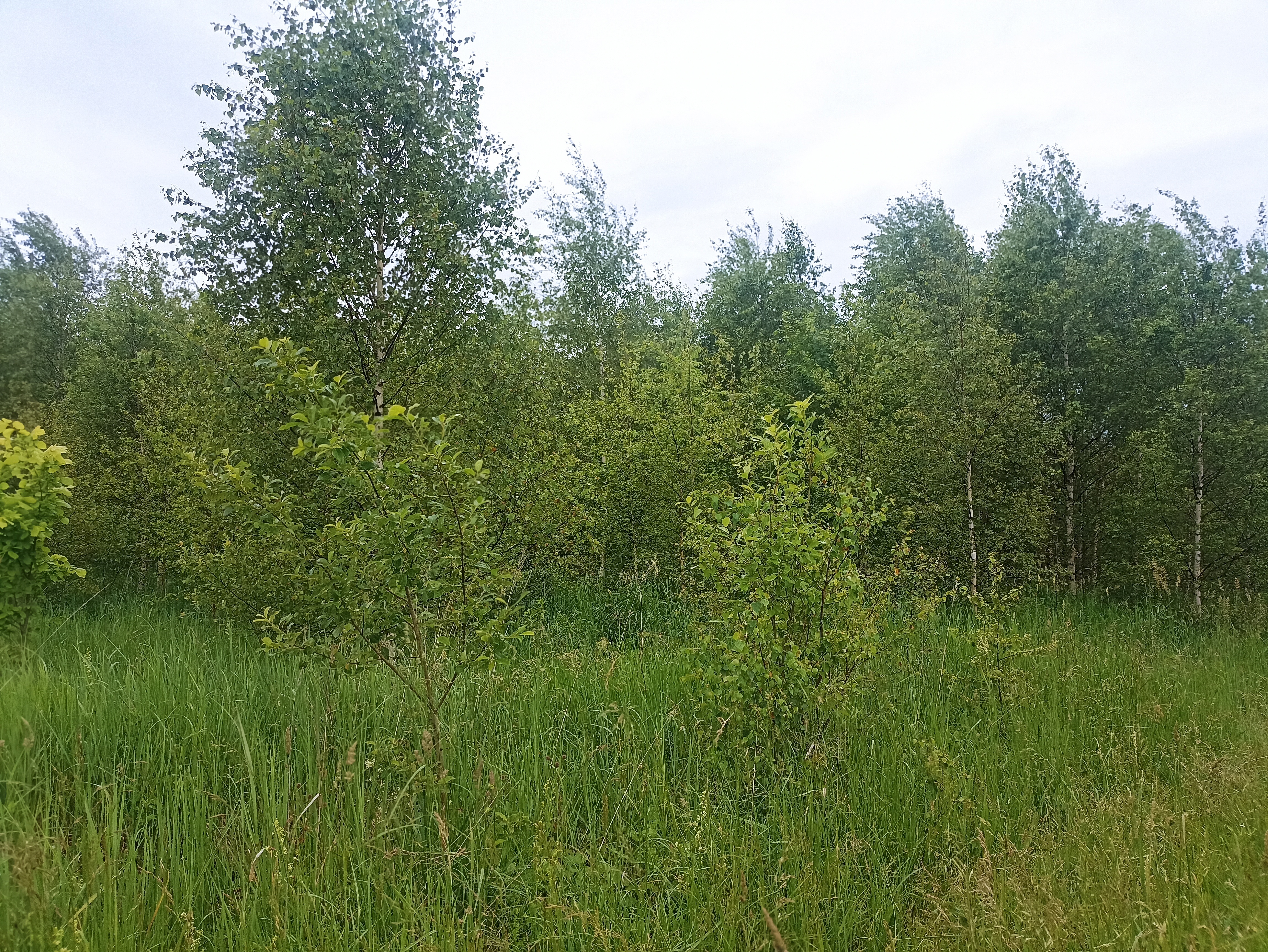 ГП16963489.Земельный участок.Общий вид объекта_10.jpg