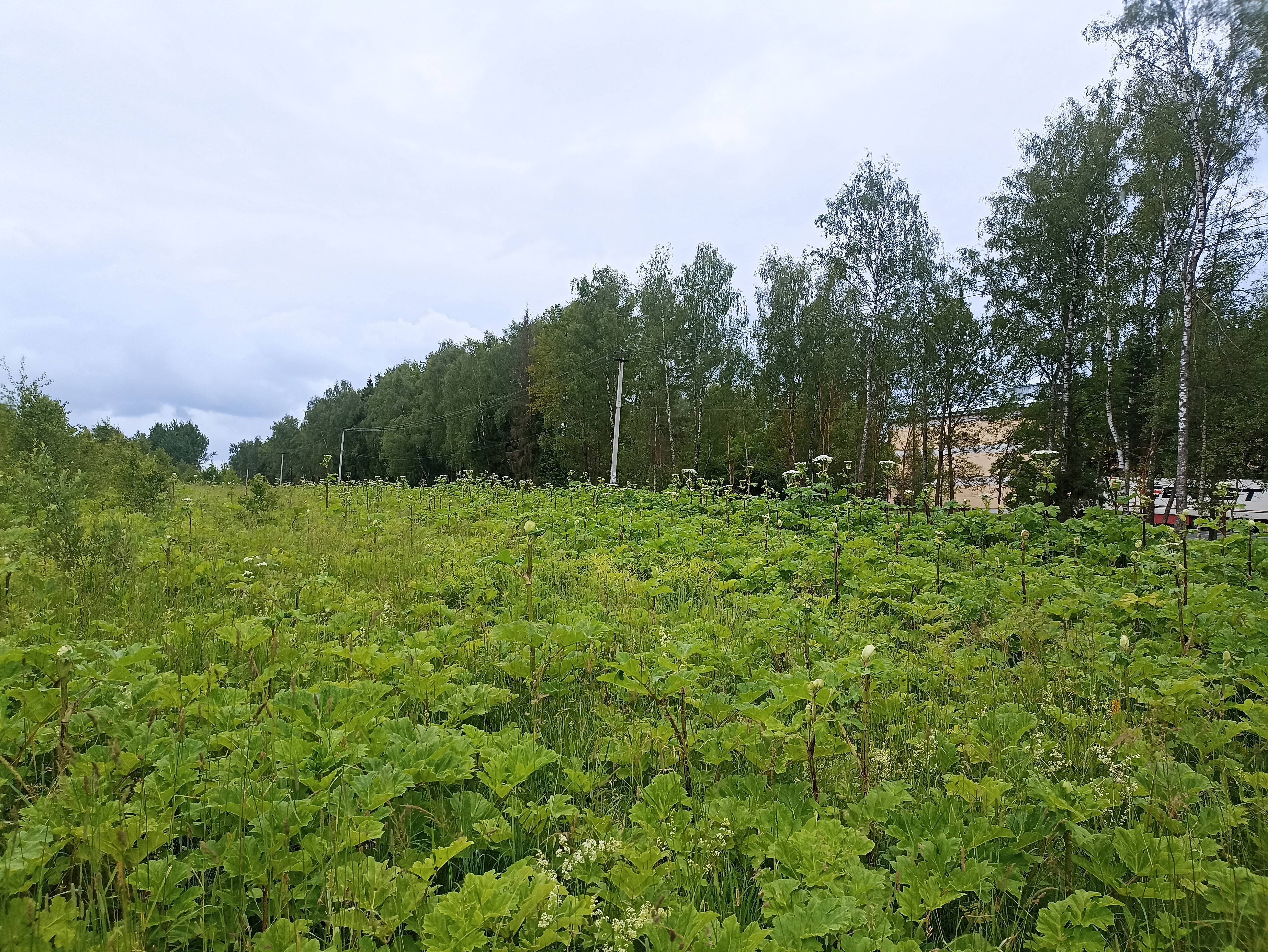 ГП16963489.Земельный участок.Общий вид объекта_10.jpg