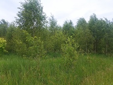 ГП16963489.Земельный участок.Общий вид объекта_10.jpg