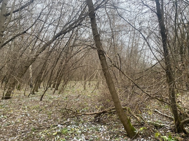 ГП16956545.Земельный участок.Общий вид объекта_10.jpeg