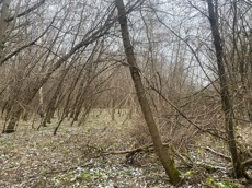 ГП16956545.Земельный участок.Общий вид объекта_10.jpeg