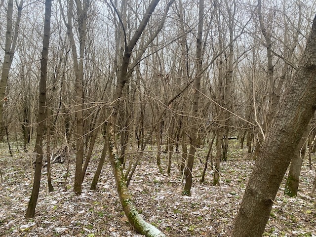 ГП16956545.Земельный участок.Общий вид объекта_10.jpeg