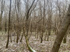 ГП16956545.Земельный участок.Общий вид объекта_10.jpeg