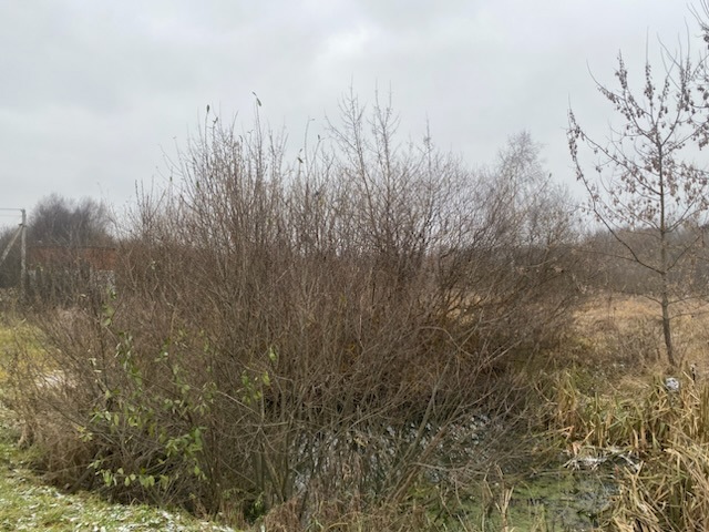 ГП16956545.Земельный участок.Общий вид объекта_3.jpeg