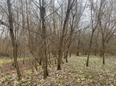 ГП16956545.Земельный участок.Общий вид объекта_10.jpeg