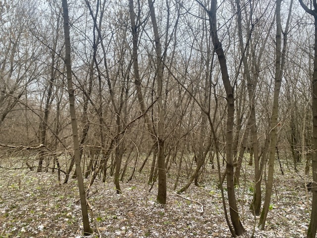 ГП16956545.Земельный участок.Общий вид объекта_10.jpeg