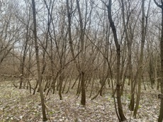 ГП16956545.Земельный участок.Общий вид объекта_10.jpeg