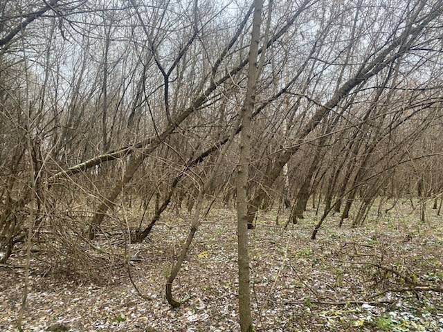 ГП16956545.Земельный участок.Общий вид объекта_10.jpeg