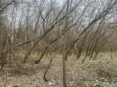 ГП16956545.Земельный участок.Общий вид объекта_10.jpeg