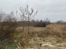 ГП16956545.Земельный участок.Общий вид объекта_4.jpeg