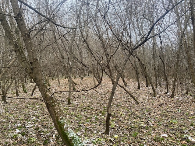 ГП16956545.Земельный участок.Общий вид объекта_10.jpeg