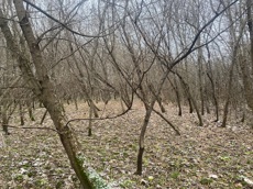 ГП16956545.Земельный участок.Общий вид объекта_10.jpeg