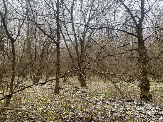 ГП16956545.Земельный участок.Общий вид объекта_10.jpeg