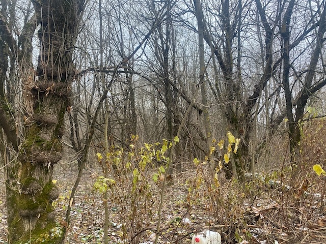 ГП16956545.Земельный участок.Общий вид объекта_10.jpeg