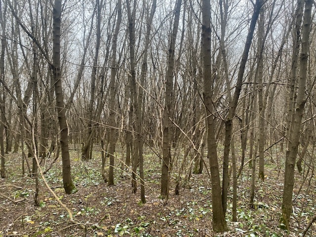 ГП16956545.Земельный участок.Общий вид объекта_10.jpeg