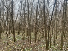 ГП16956545.Земельный участок.Общий вид объекта_10.jpeg