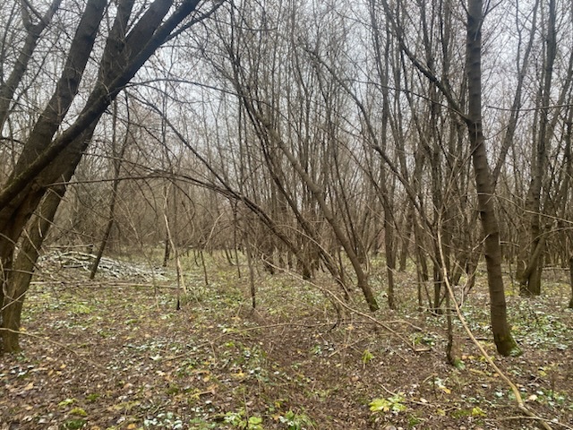 ГП16956545.Земельный участок.Общий вид объекта_10.jpeg