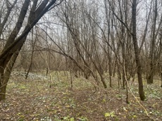 ГП16956545.Земельный участок.Общий вид объекта_10.jpeg