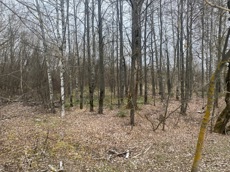 ГП16956545.Земельный участок.Общий вид объекта_10.jpeg