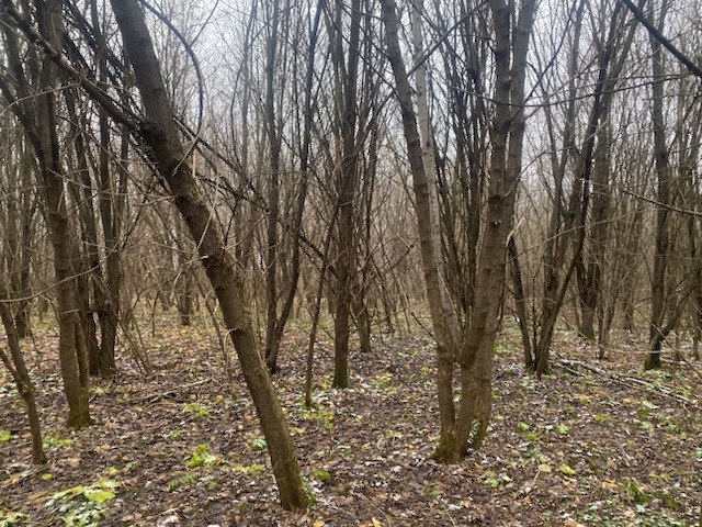 ГП16956545.Земельный участок.Общий вид объекта_10.jpeg