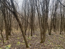 ГП16956545.Земельный участок.Общий вид объекта_10.jpeg