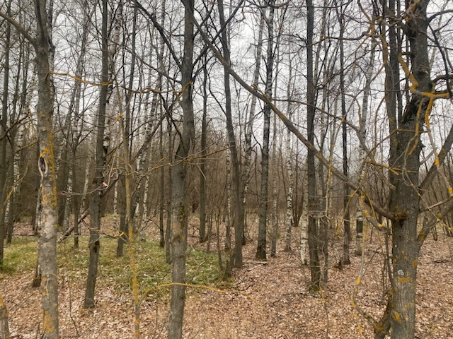 ГП16956545.Земельный участок.Общий вид объекта_10.jpeg