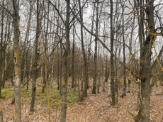 ГП16956545.Земельный участок.Общий вид объекта_10.jpeg