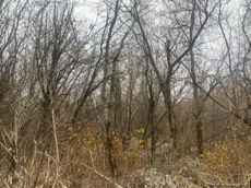 ГП16956545.Земельный участок.Общий вид объекта_10.jpeg