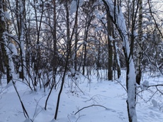 ГП16984439.Земельный участок.Общий вид объекта_7.jpg